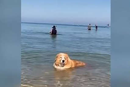 Mnogima je popravio dan: Pas je ušao u more, a onda su svi počeli da se smiju (VIDEO)