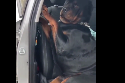 URNEBESNA REAKCIJA Vlasnica rekla psu da izađe iz automobila, postao viralni