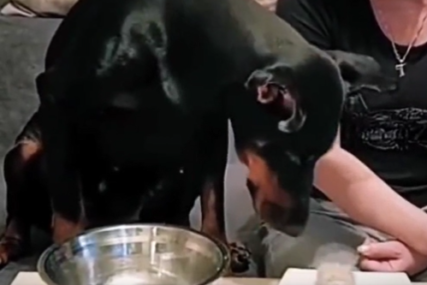 Njegov postupak dirnuo je mnoge: Psu je dala hranu, ali je on napravio PREDIVAN POTEZ (VIDEO)
