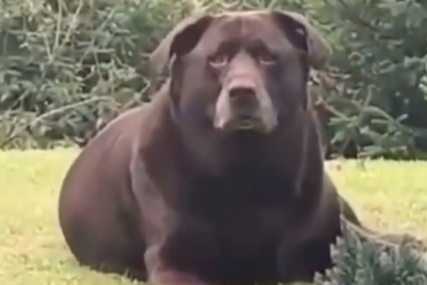 Nekima je smiješno a neki su zabrinuti: Pas koji IZGLEDA KAO MEDVJED (VIDEO)
