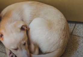 Sličniji su nam više nego što mislimo: Ovo je 8 znakova koji pokazuju depresiju kod pasa