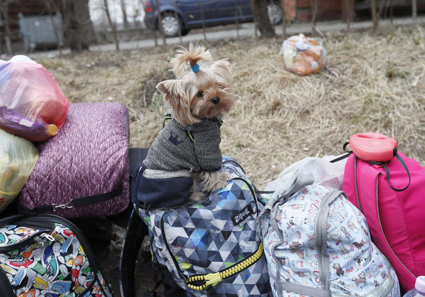 Ne ostavljaju ih uprkos svemu: Ukrajinske izbjeglice sa sobom vode kućne ljubimce, a preko Fejsbuka im traže smještaj