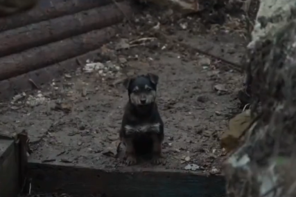 “On je naš čuvar” Mali pas Rambo diže moral i pravi društvo ukrajinskim vojnicima (VIDEO)