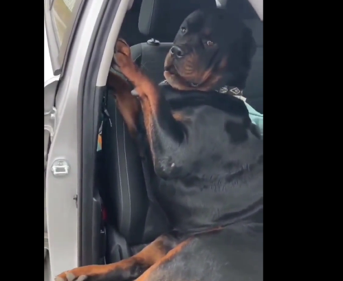 URNEBESNA REAKCIJA Vlasnica rekla psu da izađe iz automobila, postao viralni