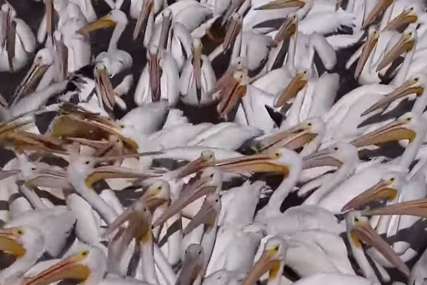 PRELIJEP PRIZOR Hiljade pelikana dočekuju turiste u Meksiku (VIDEO)