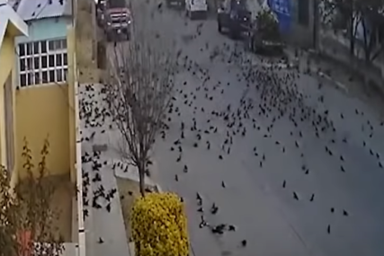 Jezivi prizori u Meksiku: Jato ptica PALO S NEBA i zatrpalo ulicu (VIDEO)