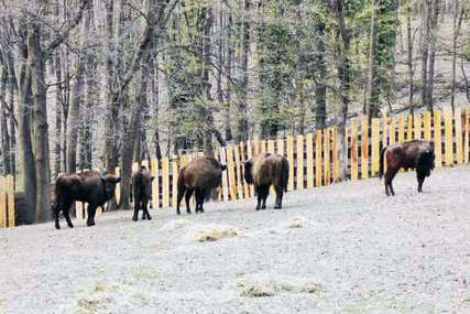Bizoni pokušali da pobjegnu sa Fruške gore: Oluja porušila ogradu, pa životinje krenule u stampedo