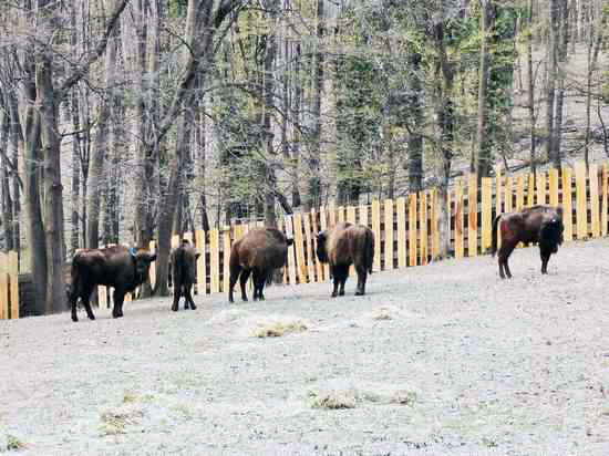 Nakon nekoliko vijekova: Evropski bizoni ponovo pasu na Fruškoj gori