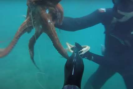 (VIDEO) NEVJEROVATNO ISKUSTVO Hobotnica odvela čovjeka do misterioznog predmeta na dnu okeana