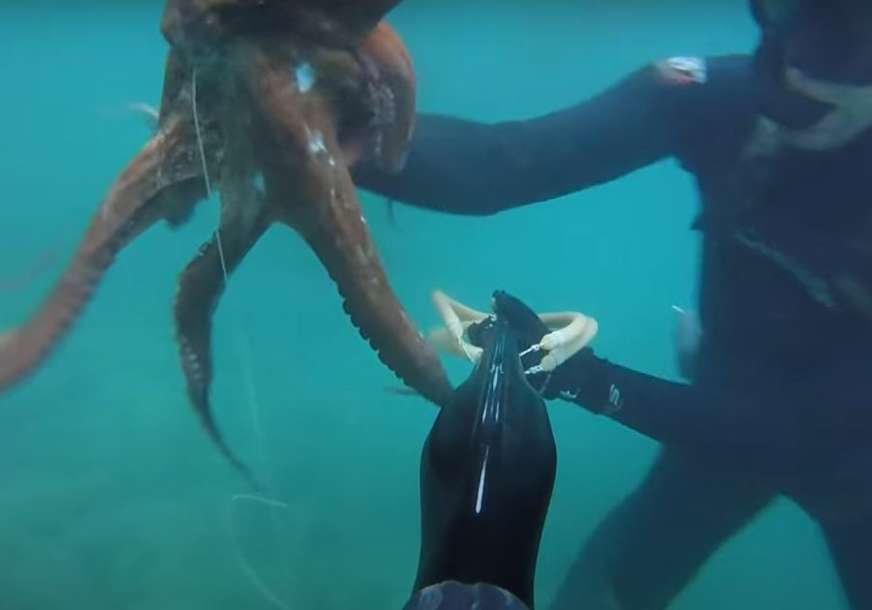 (VIDEO) NEVJEROVATNO ISKUSTVO Hobotnica odvela čovjeka do misterioznog predmeta na dnu okeana