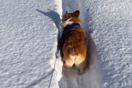 Urnebesan snimak malenog korgija: Snijeg mu zadao probleme, PAS KRENUO U RIKVERC (VIDEO)