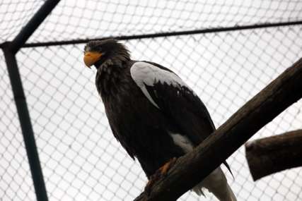 Nova atrakcija u zoo-vrtu: Zove se Bumbar i rijetka je vrsta među nebeskim vladarima (FOTO)