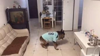 "Ovo nije samo ljubimac, ovo je cimer" Pas iznenadio dostavljača onim što je napravio (VIDEO)
