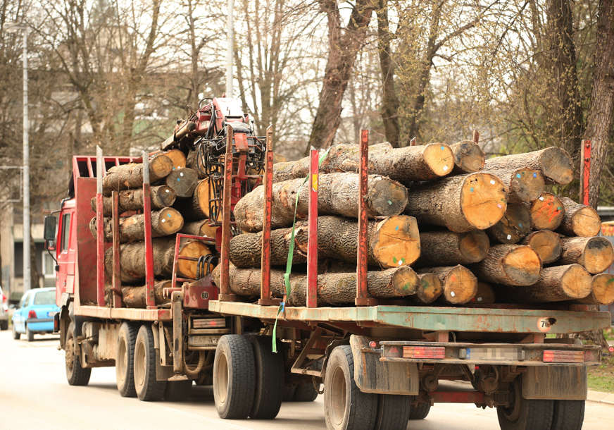 Policija traga za šumokradicama: U  Kalinoviku posječeno 99 stabala bukve