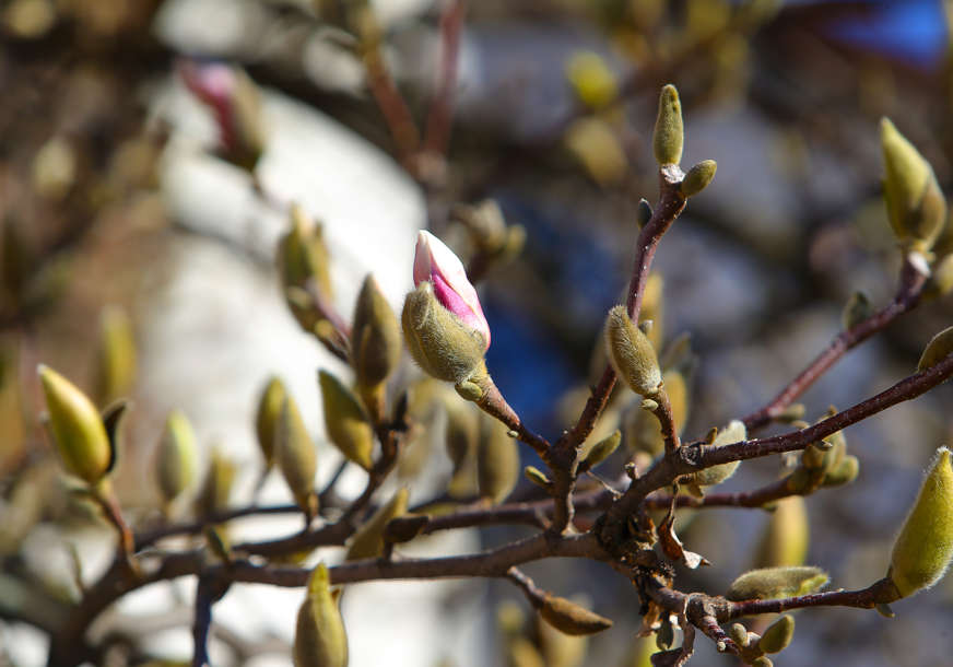 cvijet magnolija