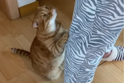 "OVO JE PRESLATKO" Mačka koja moli za hranu postala hit na instagramu (VIDEO)