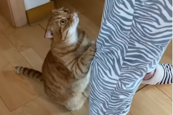 "OVO JE PRESLATKO" Mačka koja moli za hranu postala hit na instagramu (VIDEO)