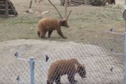 Policija morala da reaguje: U kavezu držao dva mrka medvjeda