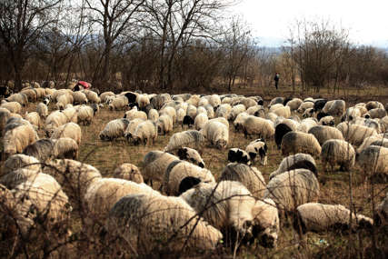 Užas kod Kotor Varoša: Psi lutalice rastrgali 7 ovaca