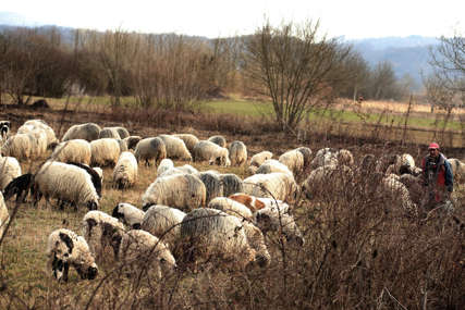 DRAMA U TRAVNIKU Pijan vodio ovce kroz rođakovu njivu, pa ga izudarao štapom i davio