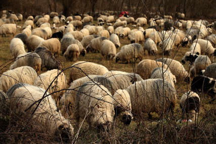 Jedni poklanjaju, drugi čak i ubijaju višak: Farmeri ne znaju šta će sa ovcama, primorani na DRASTIČNE MJERE