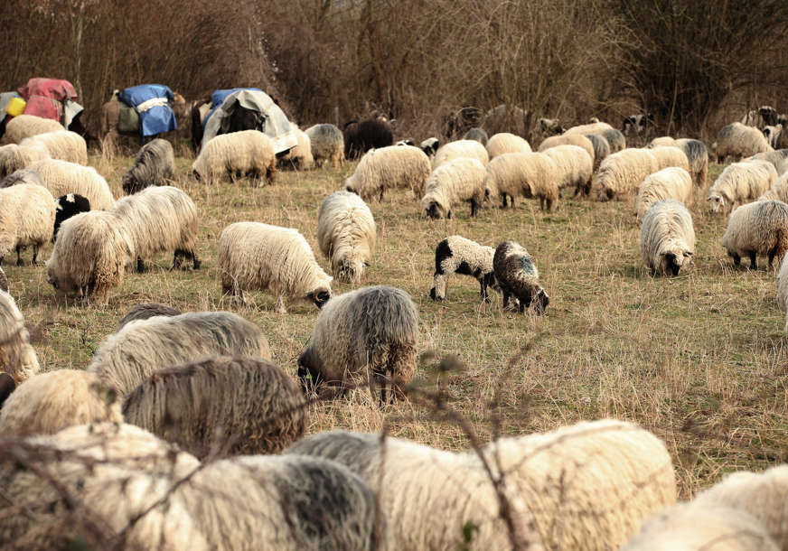 Profesija koja lagano nestaje: Oglasi puni, ali radnika nema, niko neće da bude pastir