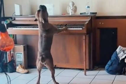 Mnogima popravio dan: Pogledajte psa koji svira klavir i pokušava pjevati (VIDEO)