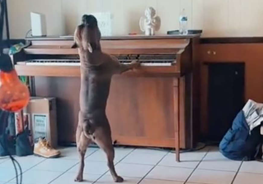 Mnogima popravio dan: Pogledajte psa koji svira klavir i pokušava pjevati (VIDEO)