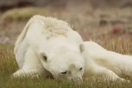 POTRESNE SCENE Kamere na polarnim medvjedima zabilježile nevjerovatne prizore (VIDEO)