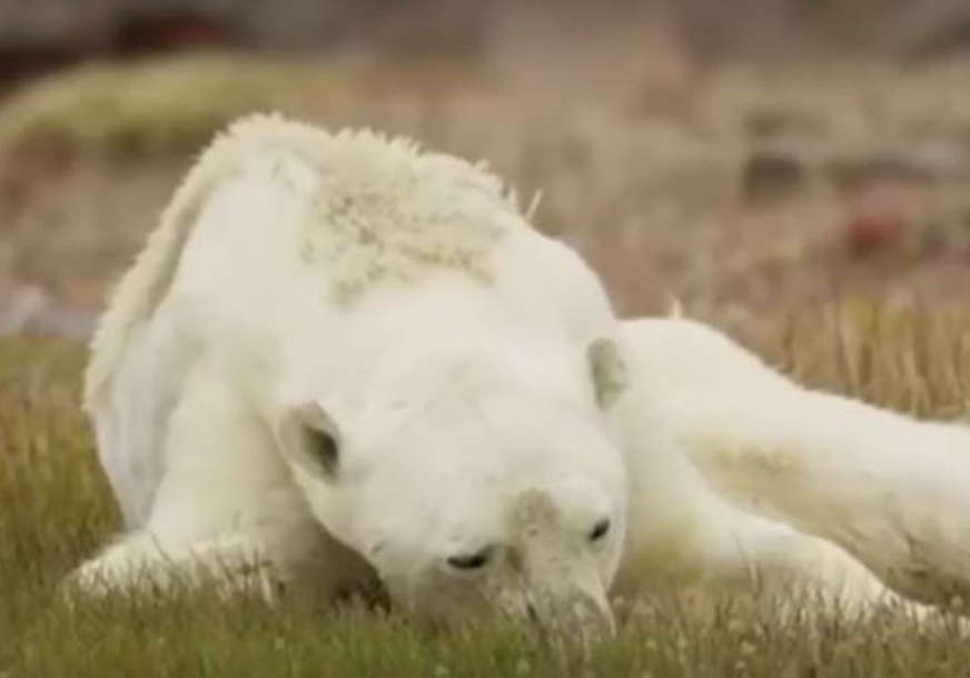 POTRESNE SCENE Kamere na polarnim medvjedima zabilježile nevjerovatne prizore (VIDEO)