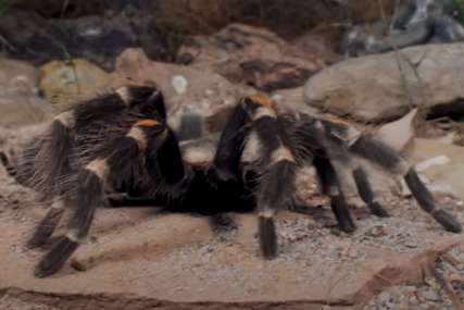 Živi sa 120 tarantula u kući “Oni su moja opsesija i strast” (VIDEO)