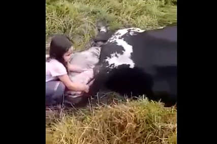 Životinja leži na zemlji i na svijet donosi novi život: Djevojčica otelila kravu, od sreće je bila van sebe (VIDEO)