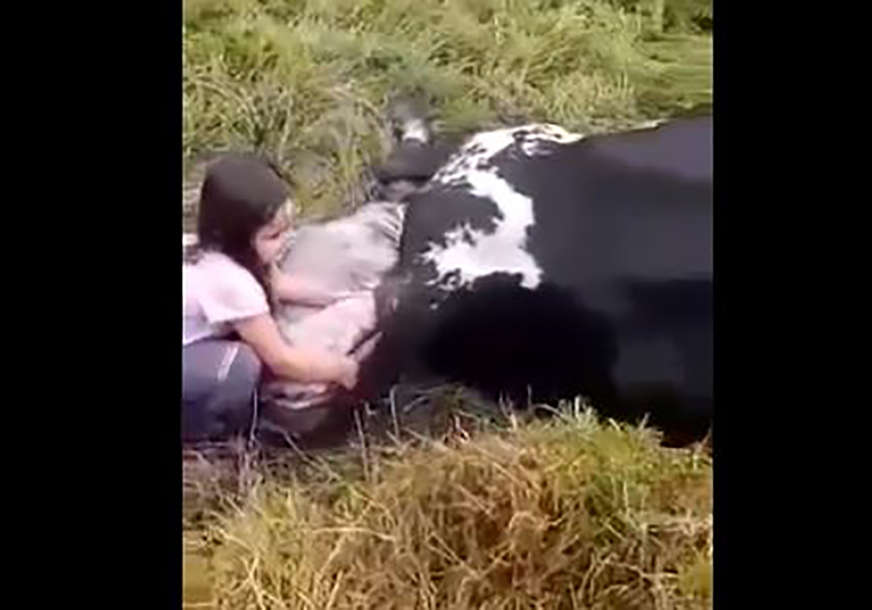 Životinja leži na zemlji i na svijet donosi novi život: Djevojčica otelila kravu, od sreće je bila van sebe (VIDEO)