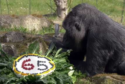 FATU OBORILA REKORD Najstarija gorila na svijetu proslavila 65. rođendan (VIDEO)