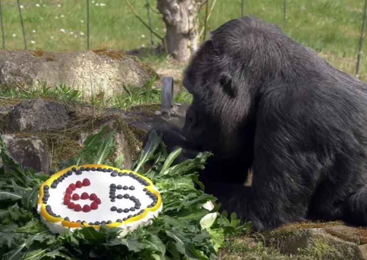 FATU OBORILA REKORD Najstarija gorila na svijetu proslavila 65. rođendan (VIDEO)