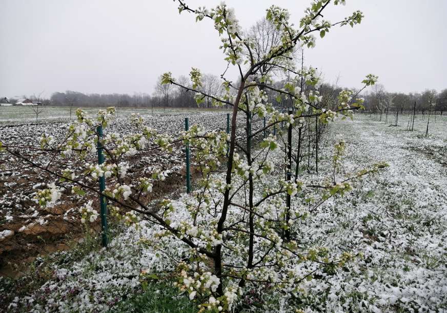 NIŠTA DRAMATIČNO Jutrošnji mraz nije puno naštetio voću u Srpskoj