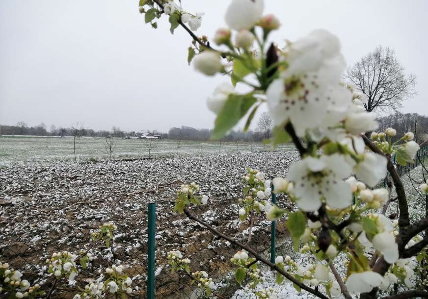 Obijelile voćke u Potkozarju: Snijeg pao na cvijet, voćari u strahu (FOTO)