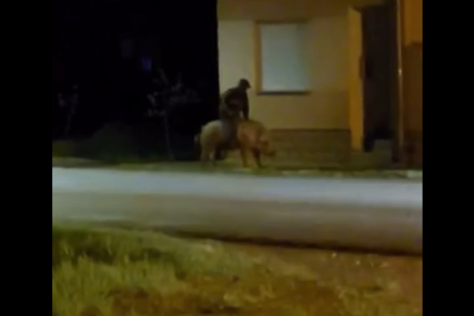 "POSKUPILO GORIVO" Pogledajte snimak nesvakidašnje situacije, muškarac iz Hrvatske zajahao svinju (VIDEO)
