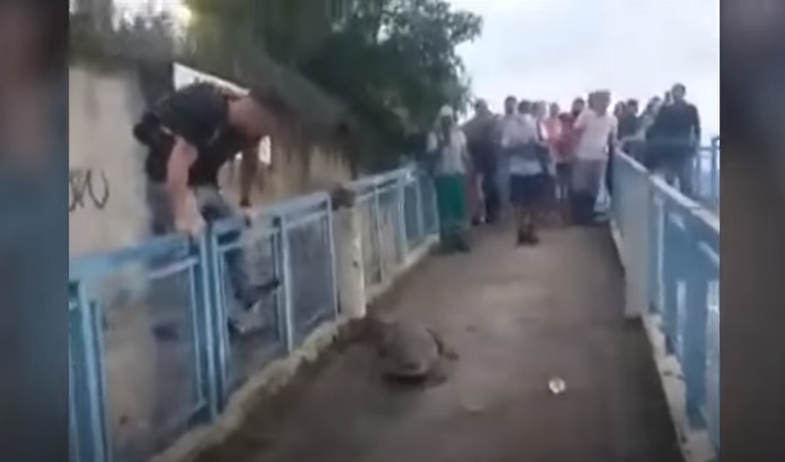 SVE ČEŠĆI PRIZORI Kajmani i druge divlje životinje "preuzeli" ulice Rio de Žaneira (VIDEO)