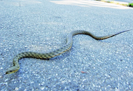 Dobojlije u strahu: Ove godine već zabilježena tri ujeda zmije
