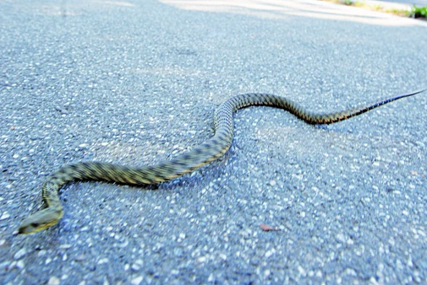 Prvenstveno "namirišu" svoju okolinu: Ovi mirisi privlače zmije u vaše dvorište