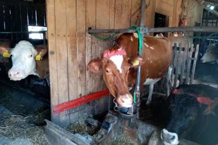 "Podsticaji su način da sela ostanu živa" U budžetu Prijedora 150.000 KM za proizvođače mlijeka