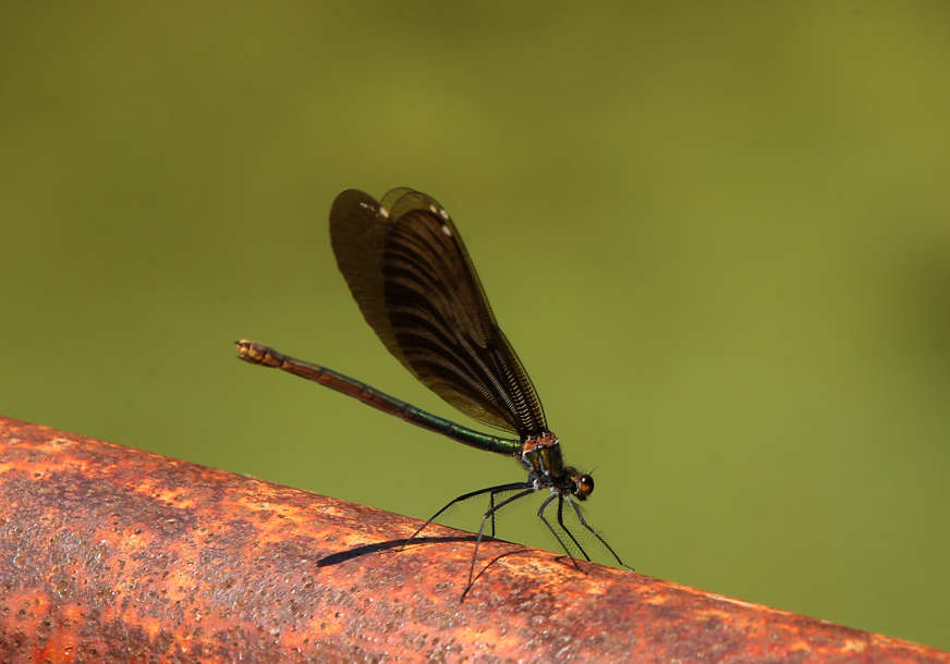 Ekolozi iznenađeni: Otkriveno prisutvo novih vrsta insekata u Еngleskoj