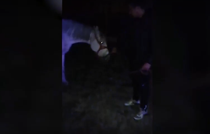 “Bio je u užasnom stanju” U sudaru teško povrijeđen konj (VIDEO, FOTO)