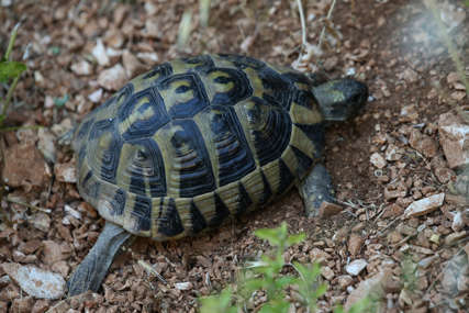 Višegodišnji projekat urodio plodom: Bečki zoo vrt spasio rijetku vrstu kornjače od izumiranja