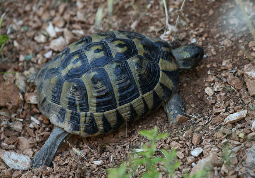 Višegodišnji projekat urodio plodom: Bečki zoo vrt spasio rijetku vrstu kornjače od izumiranja