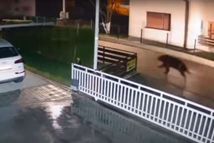 NEOBIČAN PRIZOR Kamere snimile medvjeda kako trči gradskim ulicama (VIDEO)