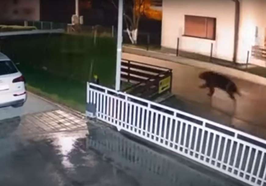 NEOBIČAN PRIZOR Kamere snimile medvjeda kako trči gradskim ulicama (VIDEO)