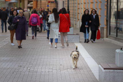 Raste broj pasa lutalica: Napušteni ljubimci zadaju sve više problema Banjalučanima (FOTO)