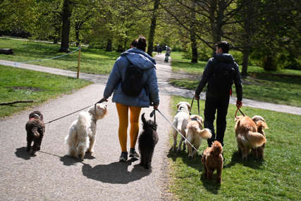 "Svaka je izložba puna" U "korona" godini ljudi utjehu i prijatelja pronašli u psima (FOTO)
